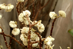 干花
