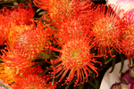 鲜花