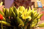 百合花