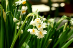 水仙花