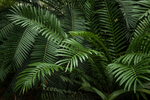 绿色植物叶子