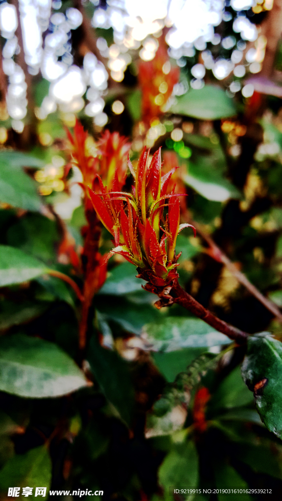 新芽