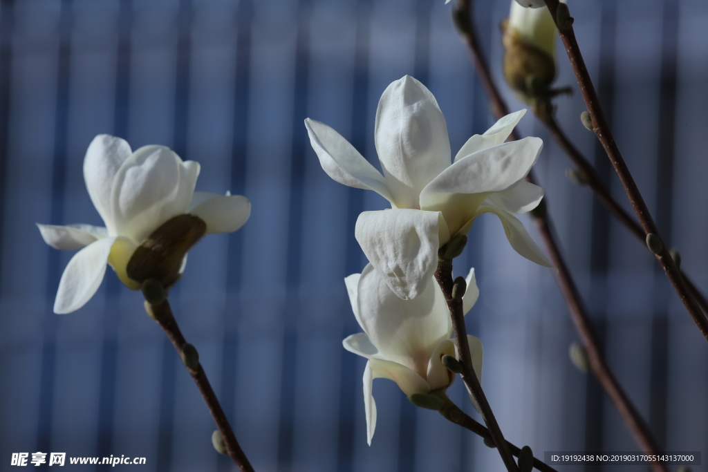 玉兰花