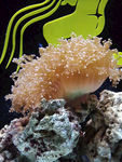 海底生物摄影