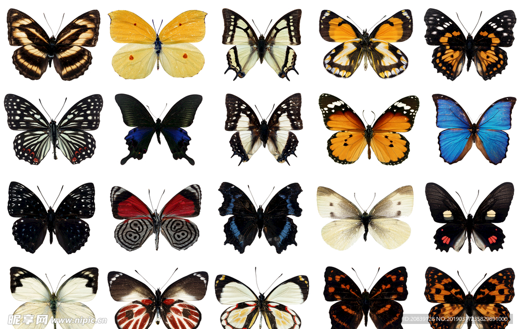 蝴蝶图片素材 蝴蝶分类素材