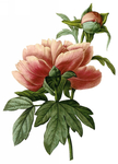 插画花