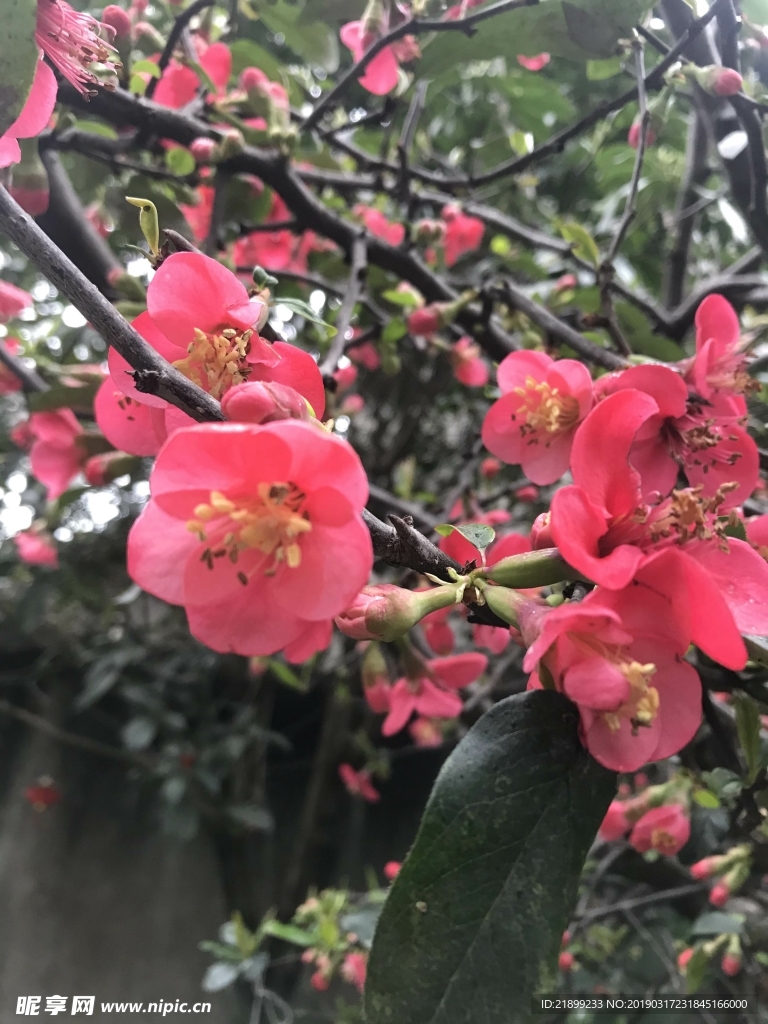 海棠