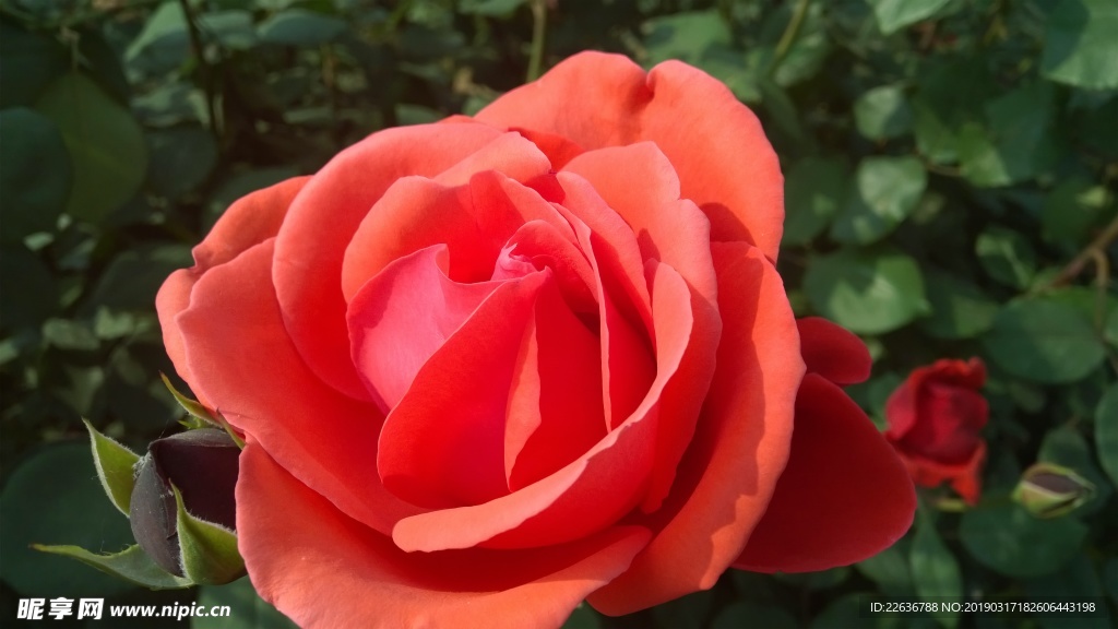 红色玫瑰花朵绿色植物4k图片