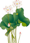 荷花