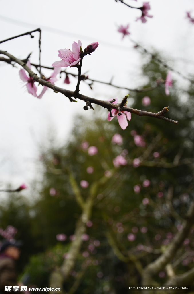 桃花