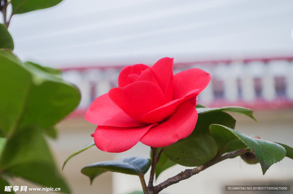 茶花 山茶花