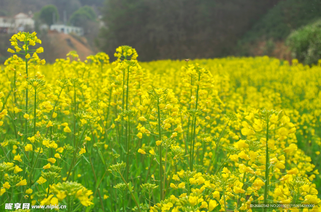 油菜花