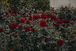 玫瑰花