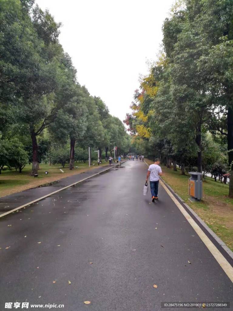 道路景观树