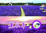 薰衣草花海