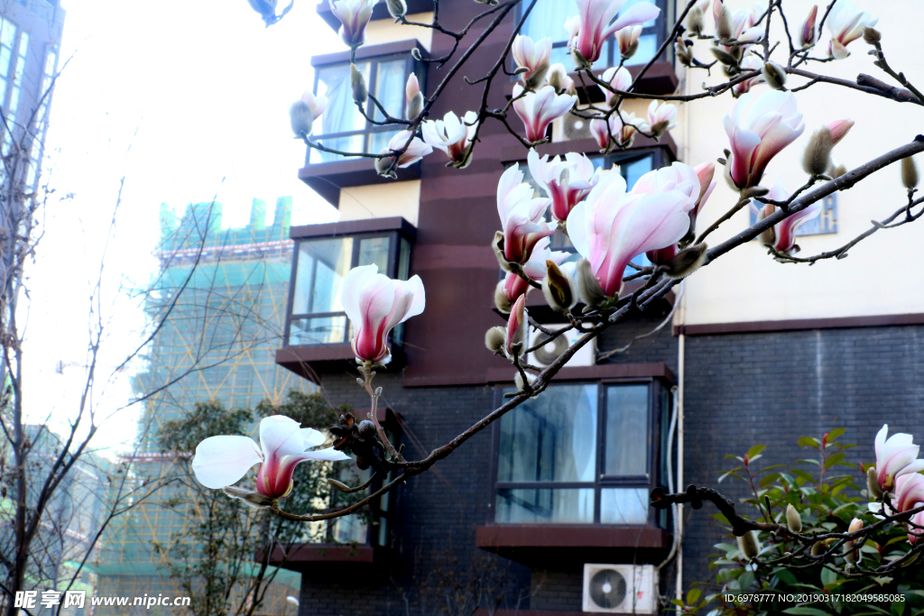 玉兰花