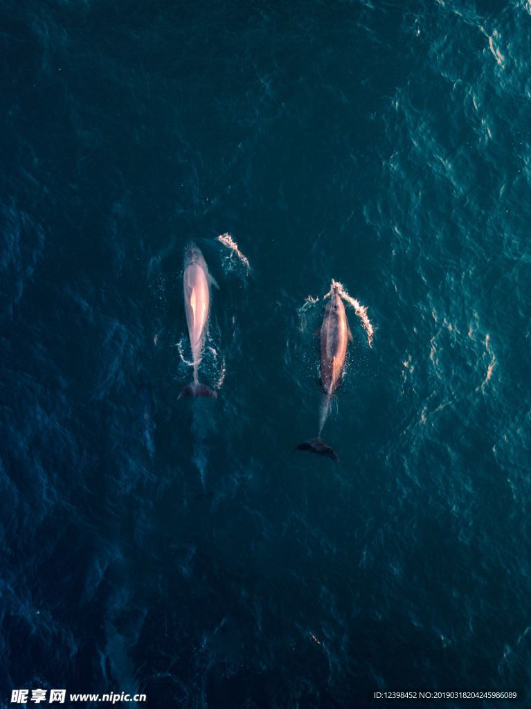 海豚