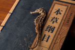 干海马