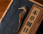 干海马