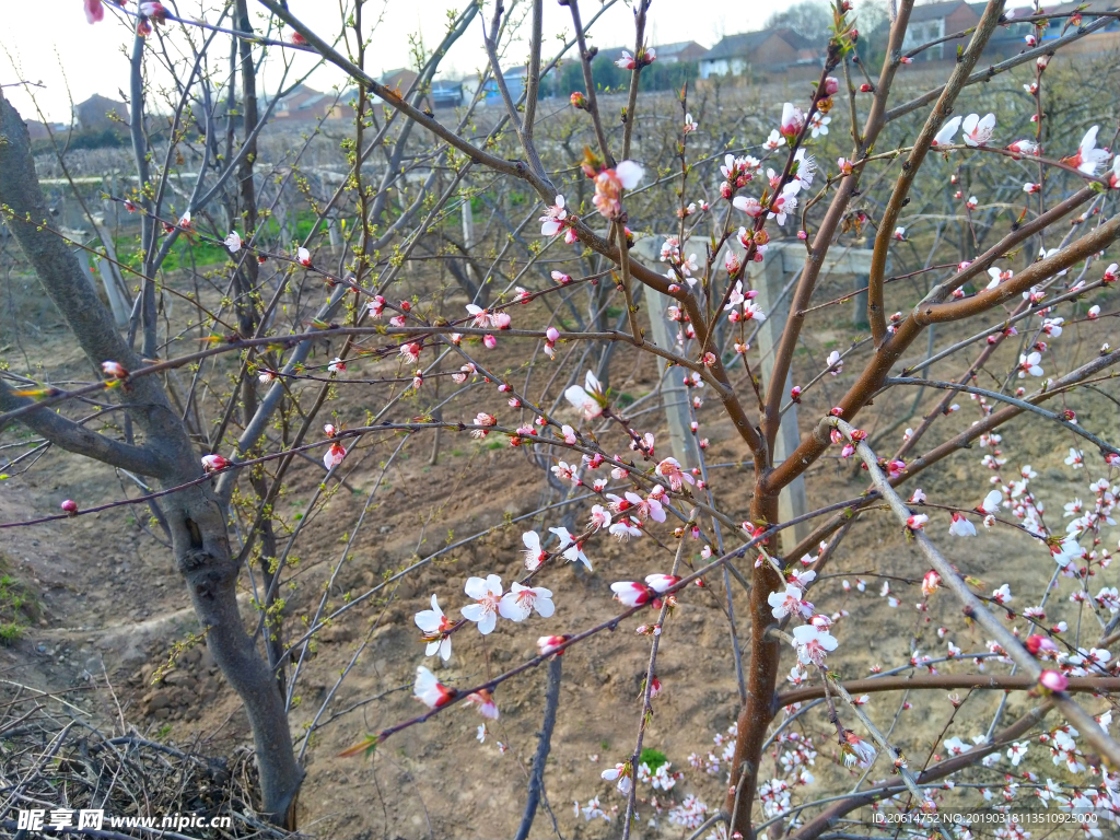 含苞待放的花朵