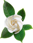 茉莉花
