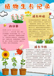 植物小报