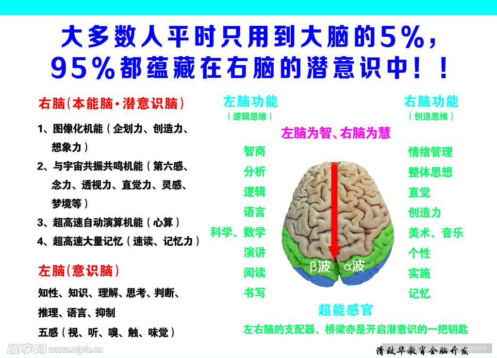 左脑为智、右脑为慧