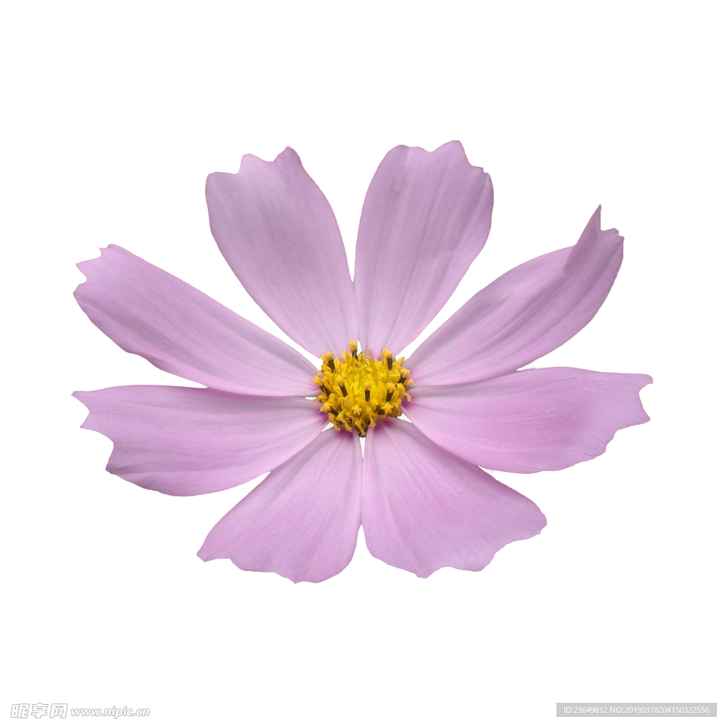 免抠紫色小花