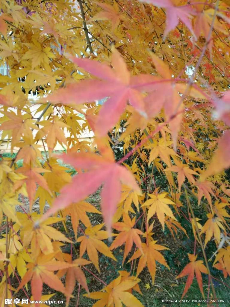 秋天自然景物枫叶清晰图片