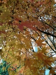 秋天大自然景物枫叶清晰图片