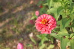 百日菊