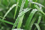 水珠