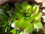 绿色植物