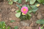 雏菊