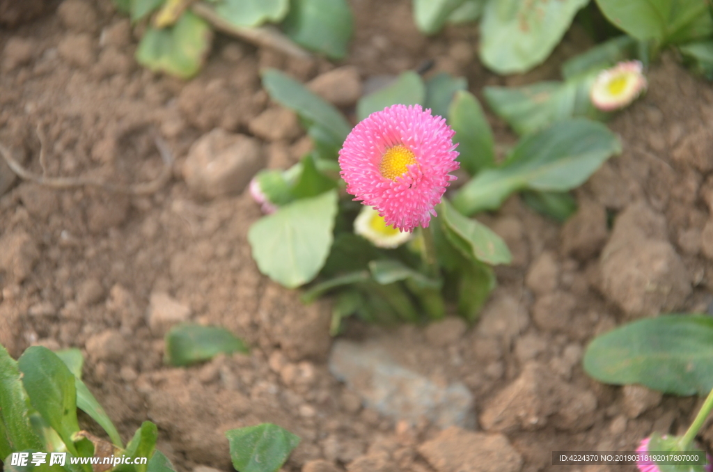 雏菊