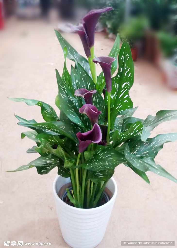 花草