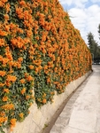 炮仗花