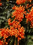 炮竹花