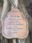 树牌