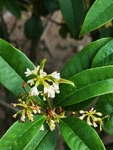 桂花