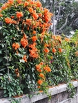 炮仗花