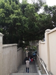 榕树