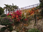 炮仗花