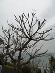 树枝