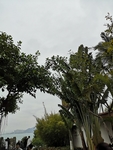 风景