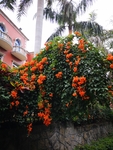 炮仗花