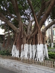 榕树