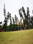 风景