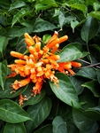 炮竹花