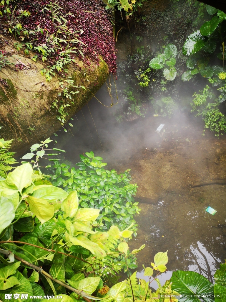 热带雨林